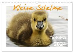 Kleine Schelme – Tierbabys (Wandkalender 2024 DIN A3 quer), CALVENDO Monatskalender von Düll,  Sigrun