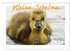 Kleine Schelme – Tierbabys (Wandkalender 2024 DIN A4 quer), CALVENDO Monatskalender von Düll,  Sigrun