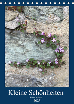 Kleine Schönheiten an Stein (Tischkalender 2023 DIN A5 hoch) von Zapf,  Gabi