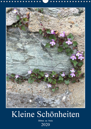 Kleine Schönheiten an Stein (Wandkalender 2020 DIN A3 hoch) von Zapf,  Gabi