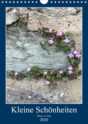 Kleine Schönheiten an Stein (Wandkalender 2020 DIN A4 hoch) von Zapf,  Gabi