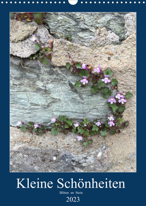 Kleine Schönheiten an Stein (Wandkalender 2023 DIN A3 hoch) von Zapf,  Gabi