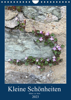 Kleine Schönheiten an Stein (Wandkalender 2023 DIN A4 hoch) von Zapf,  Gabi