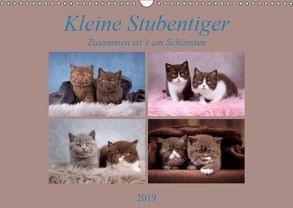 Kleine Stubenstiger (Wandkalender 2019 DIN A3 quer) von Bürger,  Janina