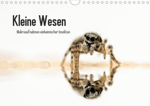 Kleine Wesen – Makroaufnahmen von einheimischen Insekten (Wandkalender 2020 DIN A4 quer) von Voigt,  Andreas