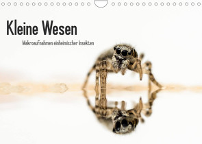 Kleine Wesen – Makroaufnahmen von einheimischen Insekten (Wandkalender 2022 DIN A4 quer) von Voigt,  Andreas