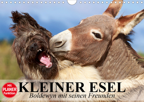 Kleiner Esel. Boldewyn mit seinen Freunden (Wandkalender 2020 DIN A4 quer) von Stanzer,  Elisabeth