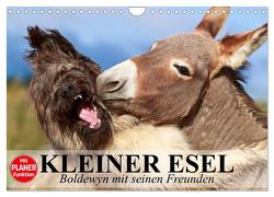 Kleiner Esel. Boldewyn mit seinen Freunden (Wandkalender 2024 DIN A4 quer), CALVENDO Monatskalender von Stanzer,  Elisabeth