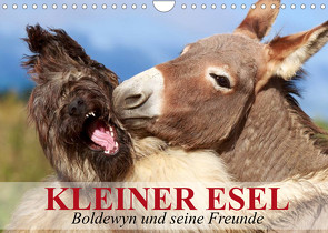 Kleiner Esel. Boldewyn und seine Freunde (Wandkalender 2022 DIN A4 quer) von Stanzer,  Elisabeth