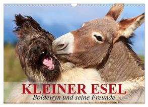 Kleiner Esel. Boldewyn und seine Freunde (Wandkalender 2024 DIN A3 quer), CALVENDO Monatskalender von Stanzer,  Elisabeth