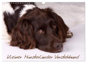 Kleiner Münsterländer Vorstehhund (Wandkalender 2024 DIN A3 quer), CALVENDO Monatskalender von Gerlach,  Nadine