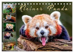 Kleiner Panda (Tischkalender 2024 DIN A5 quer), CALVENDO Monatskalender von Roder,  Peter