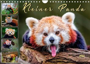 Kleiner Panda (Wandkalender 2022 DIN A4 quer) von Roder,  Peter