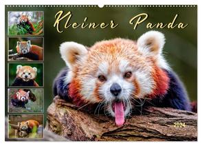 Kleiner Panda (Wandkalender 2024 DIN A2 quer), CALVENDO Monatskalender von Roder,  Peter