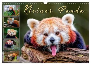 Kleiner Panda (Wandkalender 2024 DIN A3 quer), CALVENDO Monatskalender von Roder,  Peter