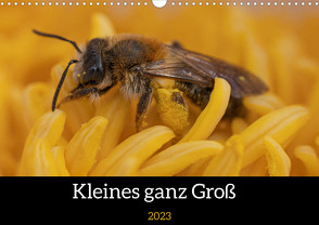 Kleines ganz Groß (Wandkalender 2023 DIN A3 quer) von Röttger,  Nikolai