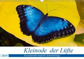 Kleinode der Lüfte – Faszinierende tropische Schmetterlinge (Wandkalender 2019 DIN A3 quer) von Maywald,  Armin