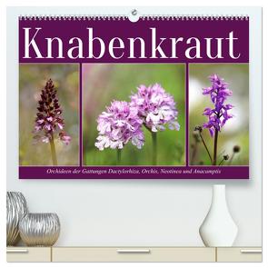 Knabenkraut (hochwertiger Premium Wandkalender 2024 DIN A2 quer), Kunstdruck in Hochglanz von Löwer,  Sabine