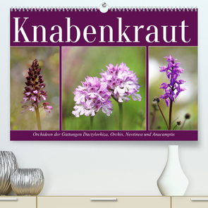 Knabenkraut (Premium, hochwertiger DIN A2 Wandkalender 2023, Kunstdruck in Hochglanz) von Löwer,  Sabine