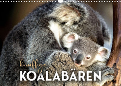 Knuffige Koalabären (Wandkalender 2023 DIN A3 quer) von SF