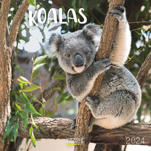 Koala Bären 2024 von Korsch Verlag
