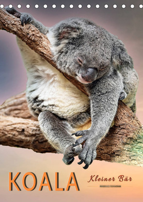 Koala, kleiner Bär (Tischkalender 2022 DIN A5 hoch) von Roder,  Peter