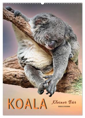Koala, kleiner Bär (Wandkalender 2024 DIN A2 hoch), CALVENDO Monatskalender von Roder,  Peter