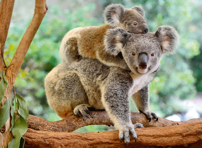 Ravensburger Kinderpuzzle – 12945 Koalafamilie – Tier-Puzzle für Kinder ab 8 Jahren, mit 200 Teilen im XXL-Format