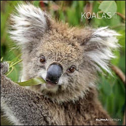 Koalas 2023 – Broschürenkalender 30×30 cm (30×60 geöffnet) – Kalender mit Platz für Notizen – koala bears – Bildkalender – Wandplaner – Bärenkalender