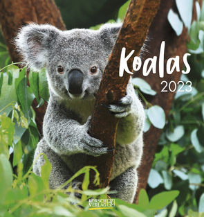 Koalas 2023 von Korsch Verlag