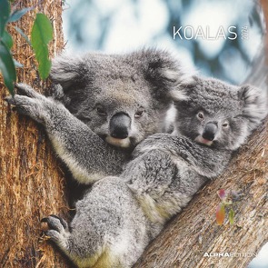 Koalas 2024 – Broschürenkalender 30×30 cm (30×60 geöffnet) – Kalender mit Platz für Notizen – koala bears – Bildkalender – Wandplaner – Bärenkalender