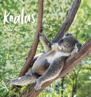 Koalas 2024 von Korsch Verlag