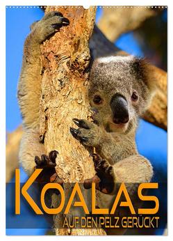 Koalas auf den Pelz gerückt (Wandkalender 2024 DIN A2 hoch), CALVENDO Monatskalender von Utz,  Renate