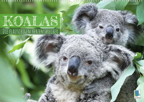 Koalas: die flauschigen Herzensbrecher (Wandkalender 2023 DIN A2 quer) von CALVENDO