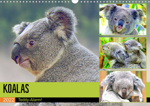 Koalas. Teddy-Alarm! (Wandkalender 2022 DIN A3 quer) von Hurley,  Rose