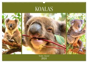 Koalas. Teddy-Alarm! (Wandkalender 2024 DIN A2 quer), CALVENDO Monatskalender von Hurley,  Rose