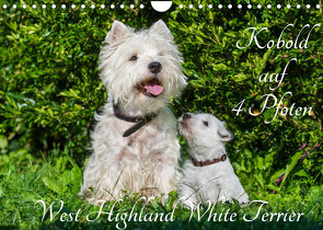 Kobold auf 4 Pfoten – West Highland White Terrier (Wandkalender 2022 DIN A4 quer) von Starick,  Sigrid