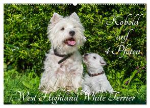 Kobold auf 4 Pfoten – West Highland White Terrier (Wandkalender 2024 DIN A2 quer), CALVENDO Monatskalender von Starick,  Sigrid