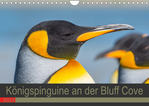 Königspinguine an der Bluff Cove (Wandkalender 2023 DIN A4 quer) von W. Saul,  Norbert