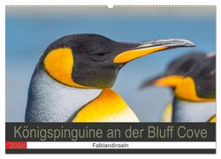 Königspinguine an der Bluff Cove (Wandkalender 2024 DIN A2 quer), CALVENDO Monatskalender von W. Saul,  Norbert