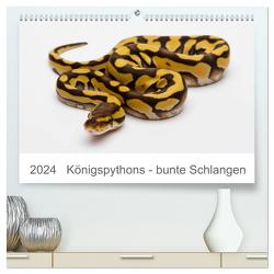 Königspythons – bunte Schlangen (hochwertiger Premium Wandkalender 2024 DIN A2 quer), Kunstdruck in Hochglanz von Lang,  Werner