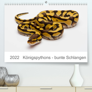 Königspythons – bunte Schlangen (Premium, hochwertiger DIN A2 Wandkalender 2022, Kunstdruck in Hochglanz) von Lang,  Werner