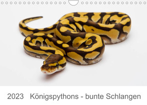 Königspythons – bunte Schlangen (Wandkalender 2023 DIN A4 quer) von Lang,  Werner