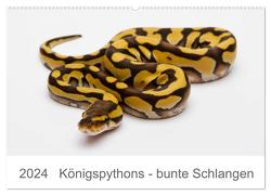 Königspythons – bunte Schlangen (Wandkalender 2024 DIN A2 quer), CALVENDO Monatskalender von Lang,  Werner