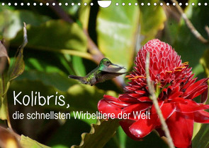 Kolibris, die schnellsten Wirbeltiere der Welt (Wandkalender 2023 DIN A4 quer) von M.Polok