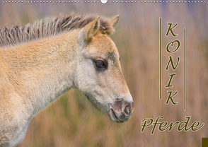 Konik-Pferde (Wandkalender 2021 DIN A2 quer) von Kulartz,  Rainer, Plett,  Lisa