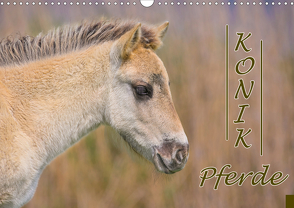 Konik-Pferde (Wandkalender 2021 DIN A3 quer) von Kulartz,  Rainer, Plett,  Lisa