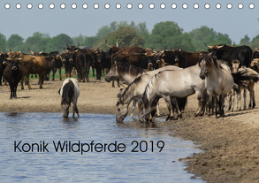 Konik Wildpferde 2019 (Tischkalender 2019 DIN A5 quer) von Gauger,  Jenny