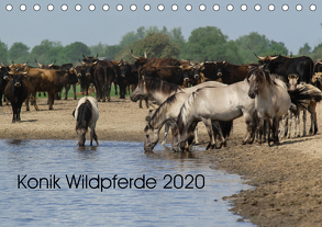 Konik Wildpferde 2020 (Tischkalender 2020 DIN A5 quer) von Gauger,  Jenny