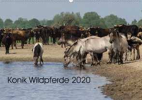 Konik Wildpferde 2020 (Wandkalender 2020 DIN A2 quer) von Gauger,  Jenny